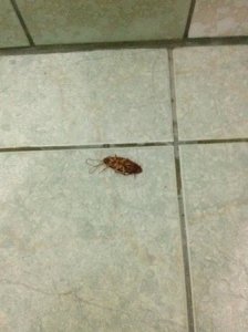 cockroach-in-shower